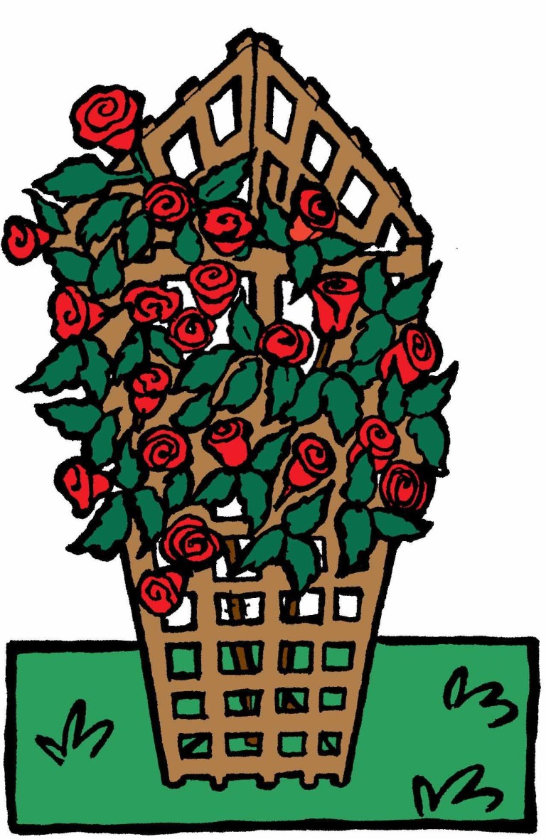 Une cage à rosiers grimpants