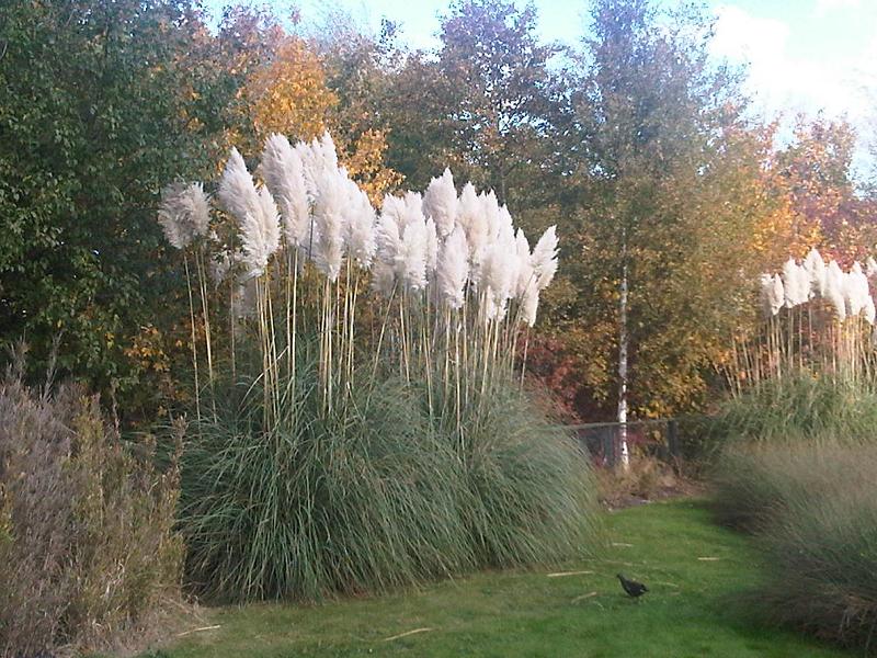 Heirloom 50 Ornamental Perennial Grass Seed - Pampas Grass - "Pink