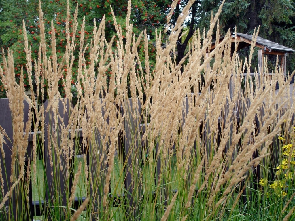 Ornamental grass