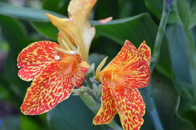 Comment Couper Les Fleurs Fanees Des Cannas