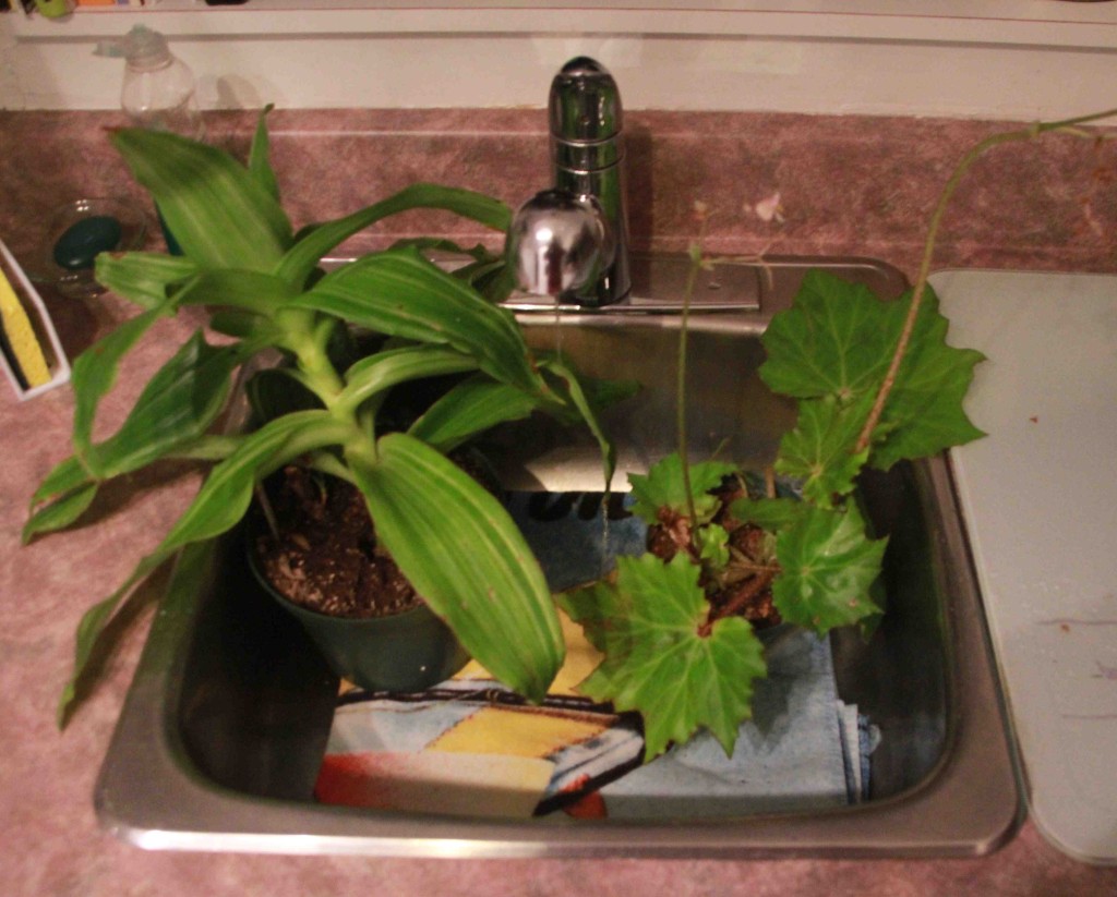 Arrosage par capillarité pendant votre absence - Jardinier paresseux