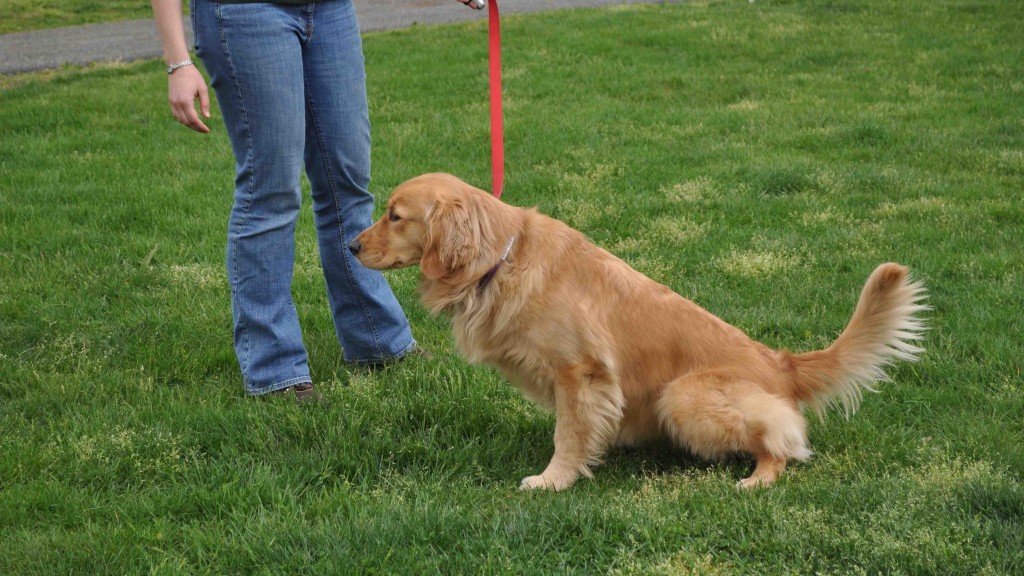 Taches jaunes dans un gazon vert Jardinier paresseux