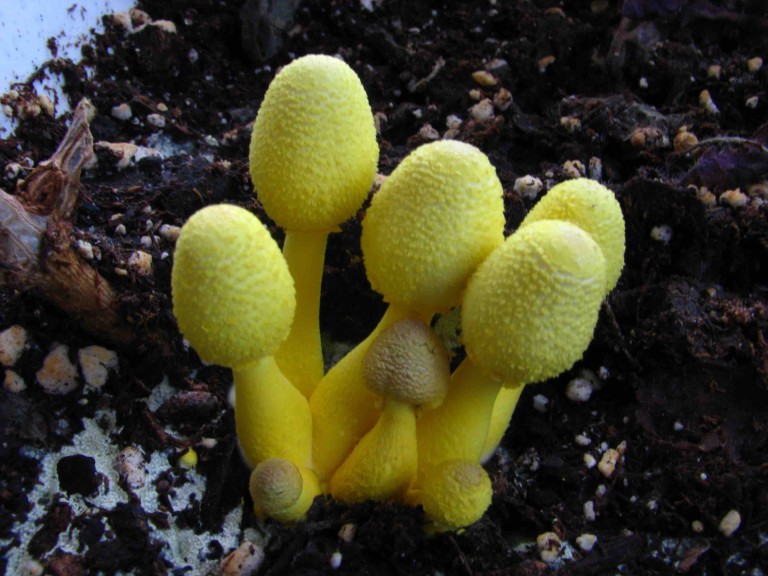 Des champignons dans le terreau des plantes d’intérieur