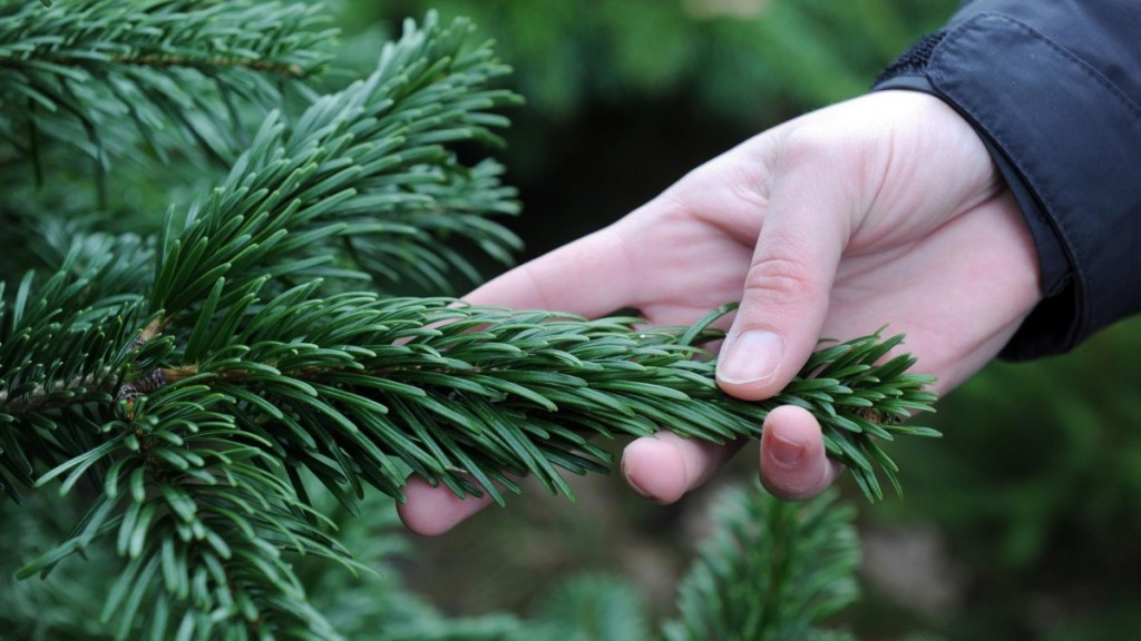 Pour faire durer votre sapin de Noël - Jardinier paresseux