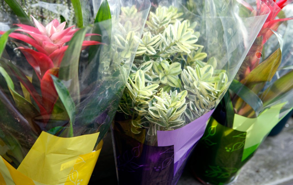 conseils pour bien emballer sa plante lors d'un achat en hiver