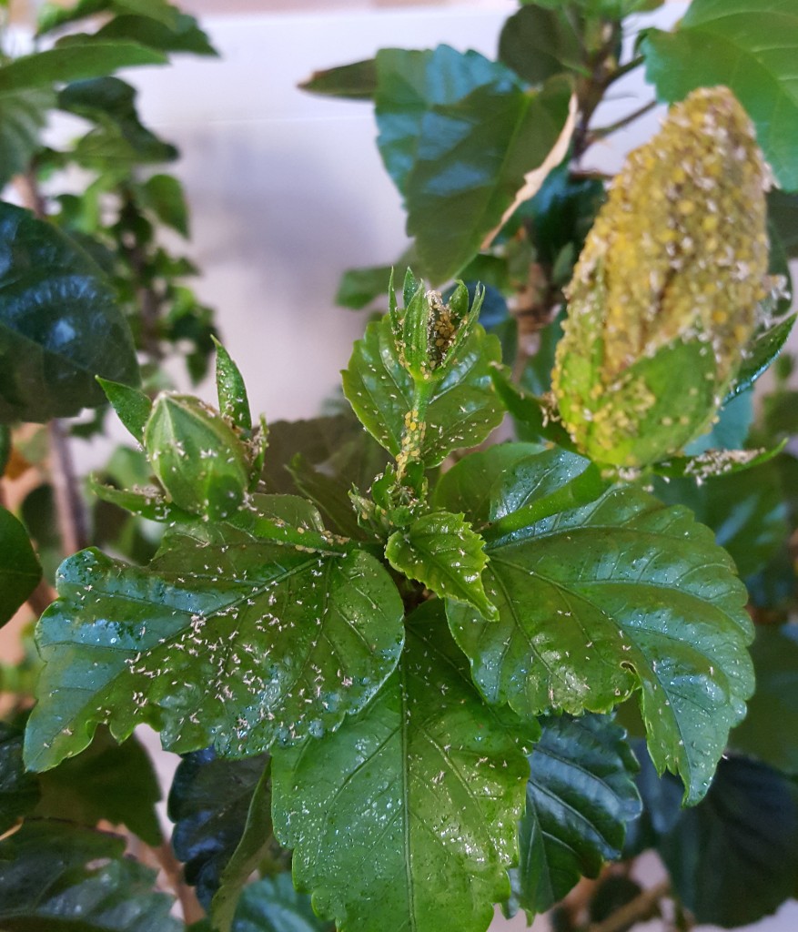 cultiver-un-hibiscus-l-int-rieur-jardinier-paresseux