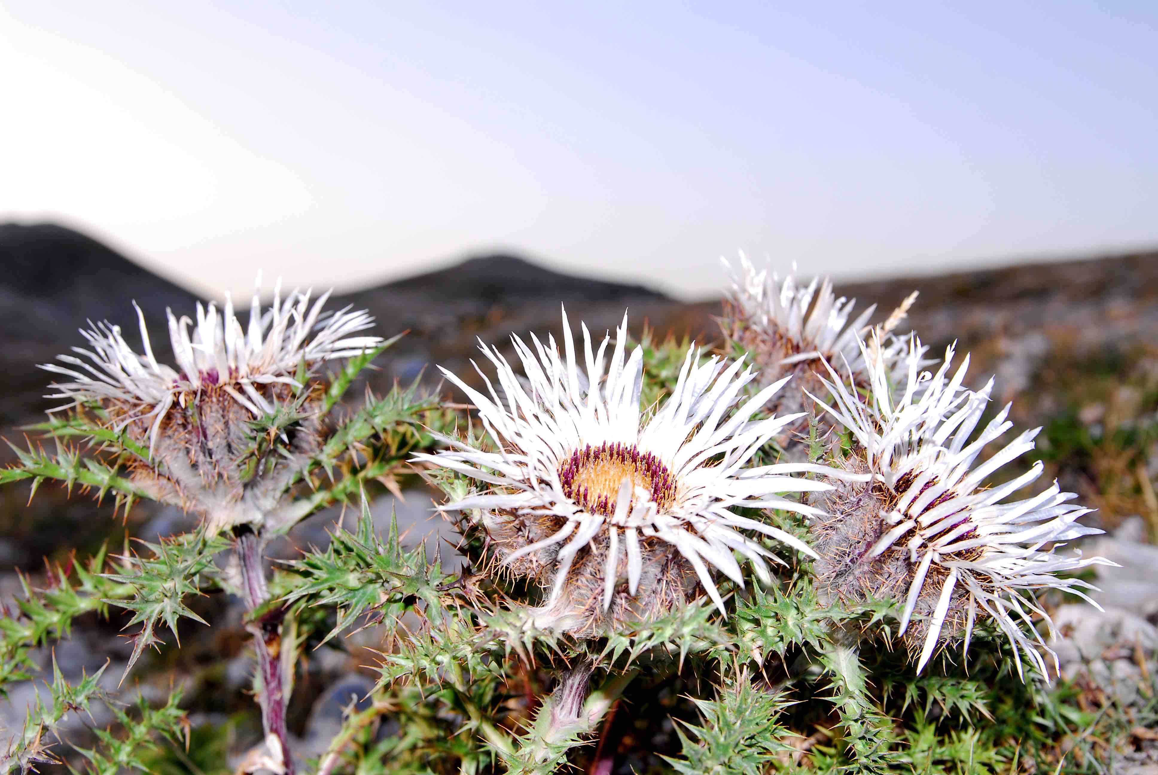 20180206C Walter Culicelli, www.campocatinometeo.it.jpg