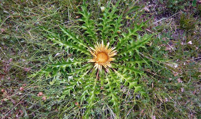 20180206H Carlina acanthifolia, FGZ, www.viajesapie.com.jpeg