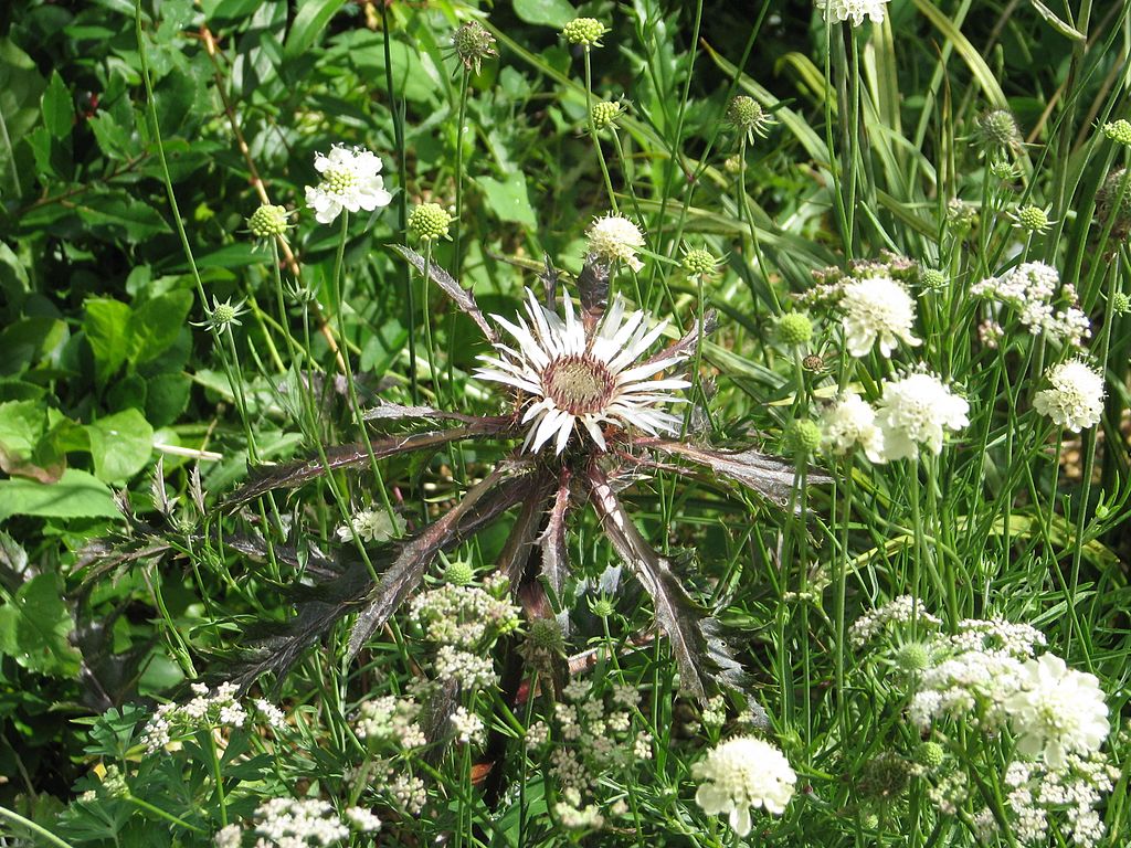 20180206I Carlina acaulis simplex Bronze peaganum Flickr .jpg