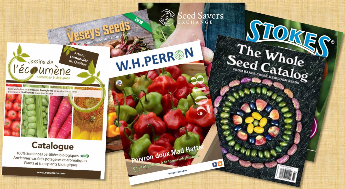 Maylai 40 types de graine semences de légumes patrimoniaux sans OGM pour la santé et la sécurité