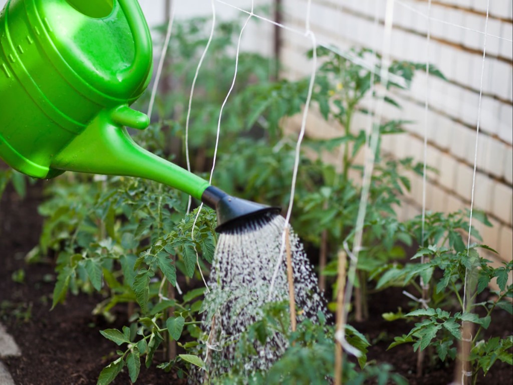 Comment Faire Pour Avoir Des Tomates Sans Maladie