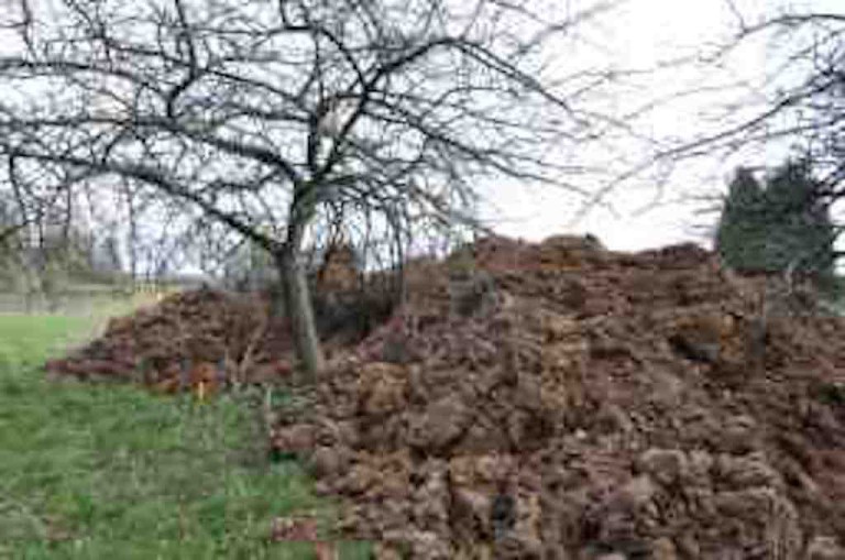 N’empilez pas trop de terre sur les racines d’un arbre