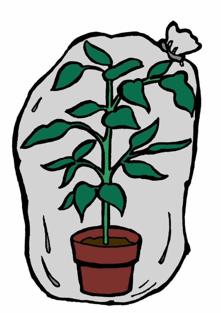 Plante dans un sac transparent.
