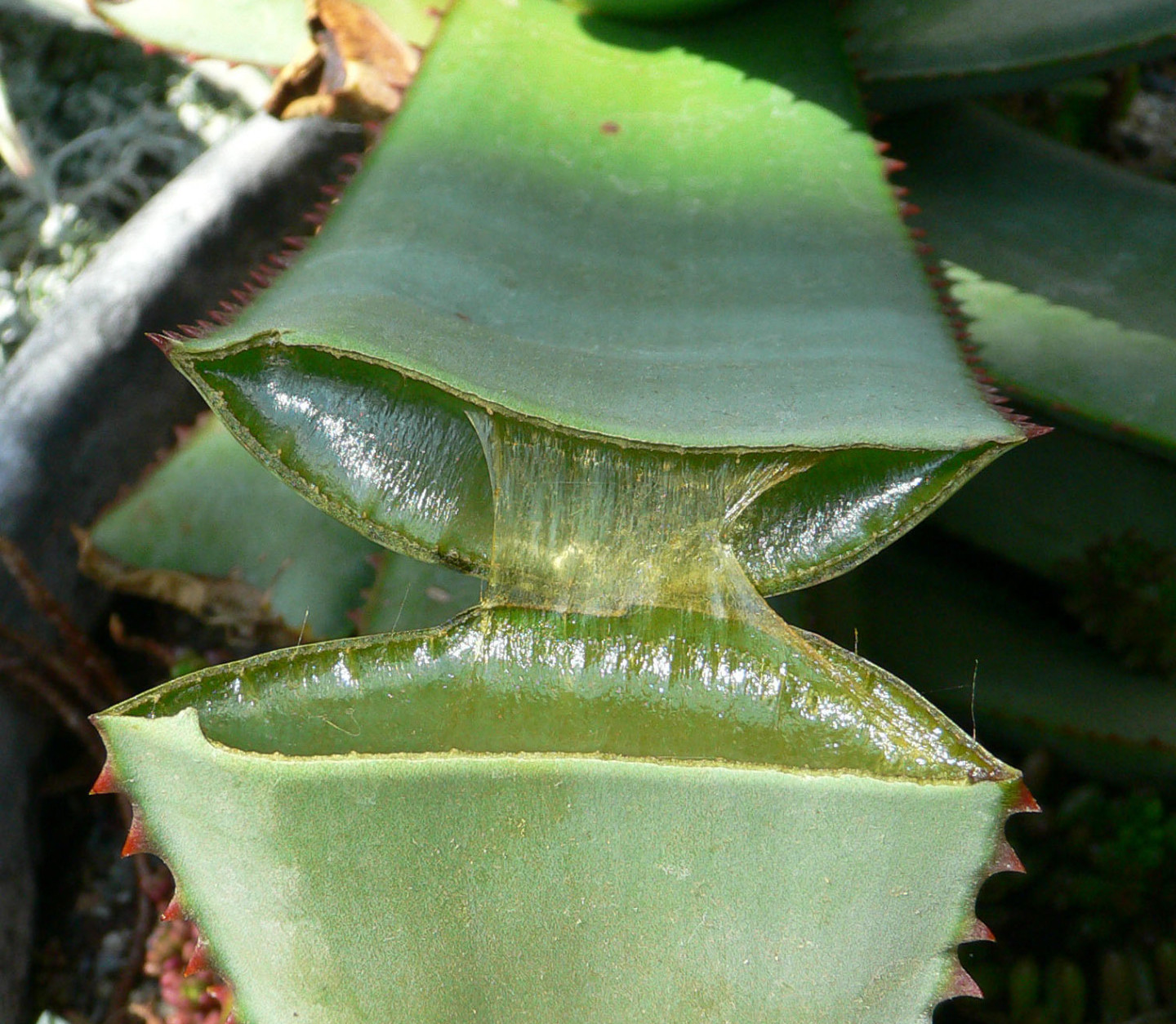 20190125B Raul654, Wikimedia Commons.jpg