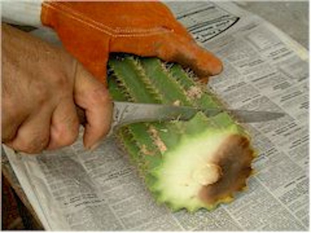Cactus Qui Pourrit Par Le Haut