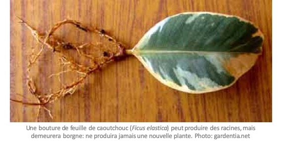 Peut-on bouturer une feuille de caoutchouc? - Jardinier paresseux