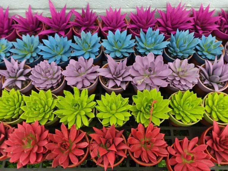 Succulentes peintes: une lente agonie les attend