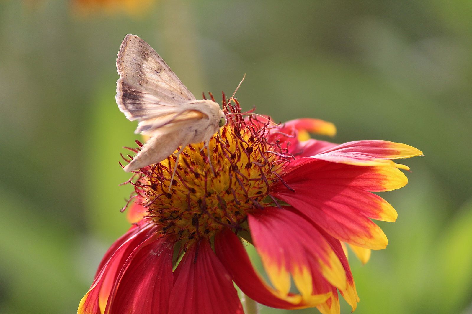 Papillons de nuit: les pollinisateurs oubliés