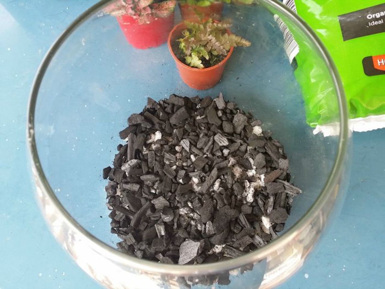Mythe horticole: l’ajout de charbon actif dans les terrariums