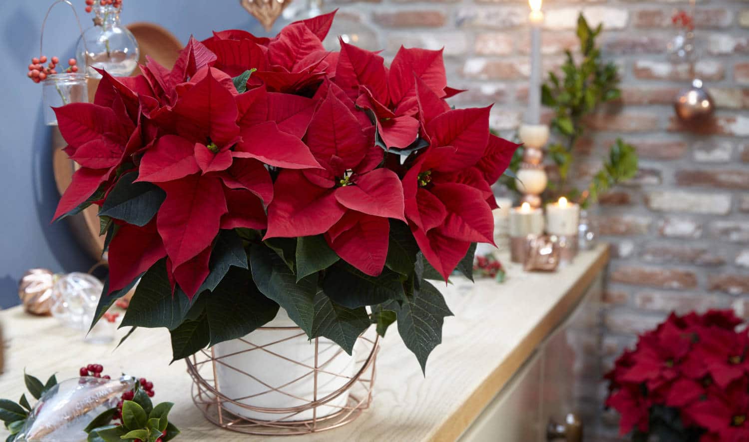 Pour faire refleurir le poinsettia - Jardinier paresseux