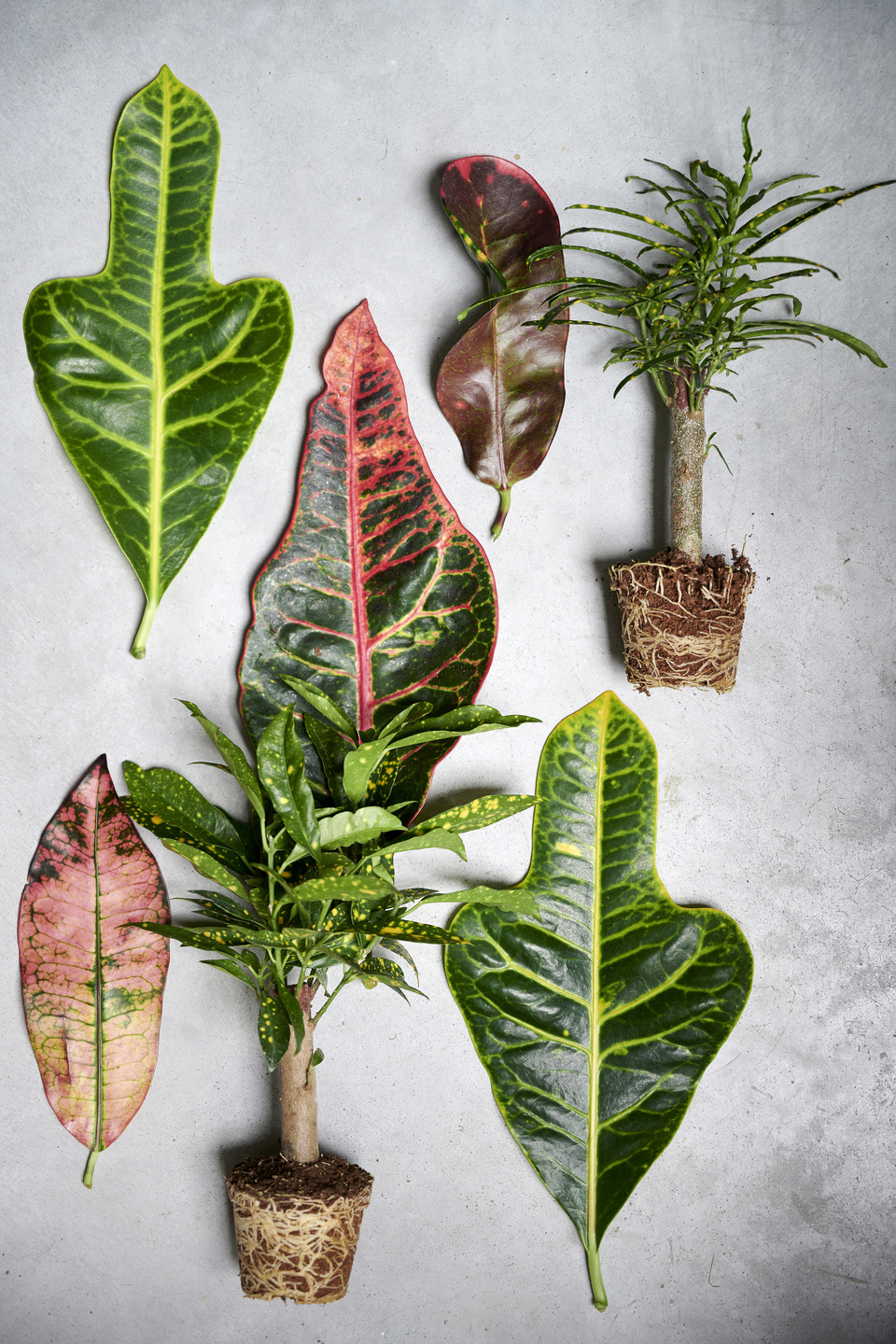 Variété de feuilles de croton: différentes formes et couleurs