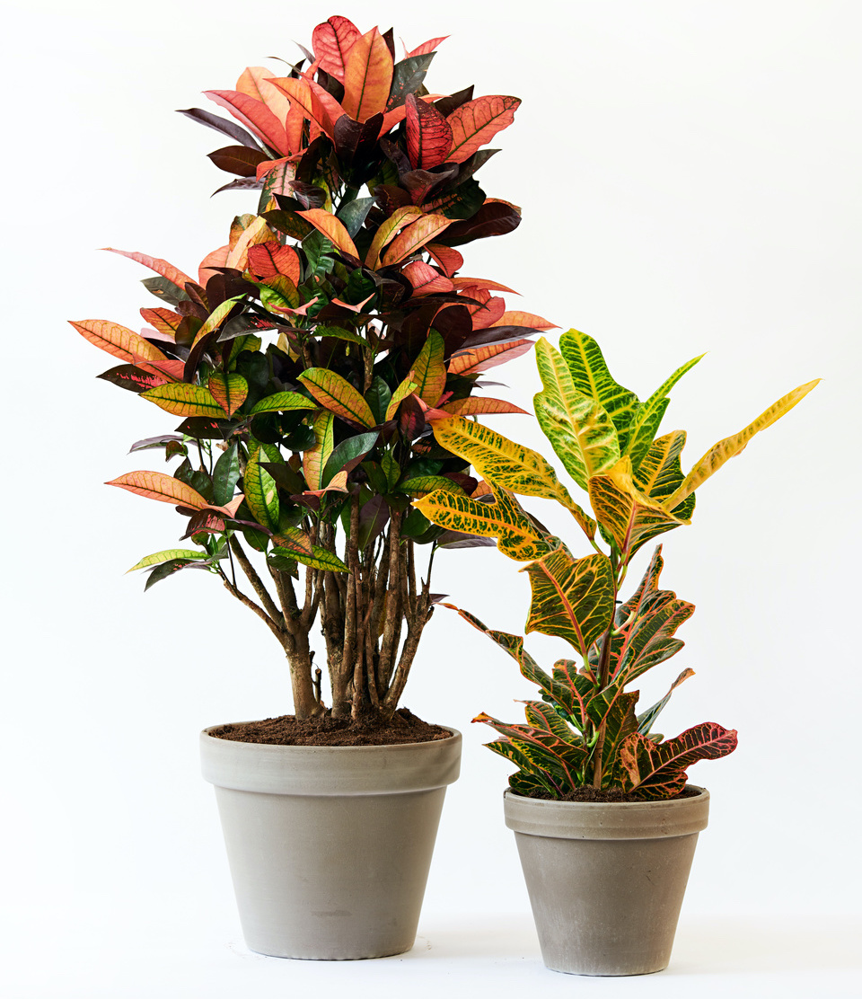 Grand croton et croton moyen, chacun dans un pot gris
