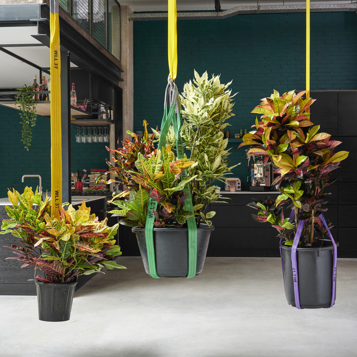 Gros crotons suspendus du plafond