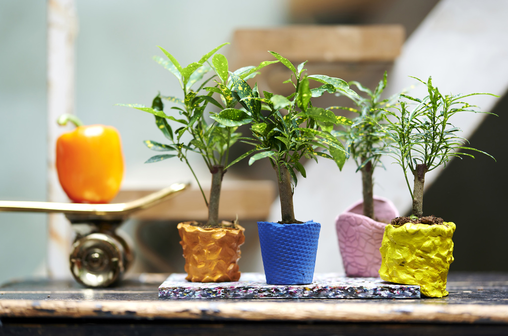 Petits crotons dans des pots artisanaux