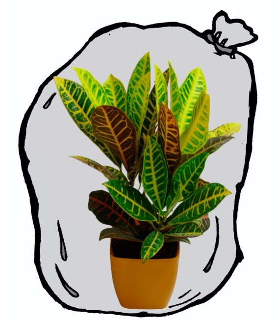 Croton enfermé dans un sac de plastique transparent