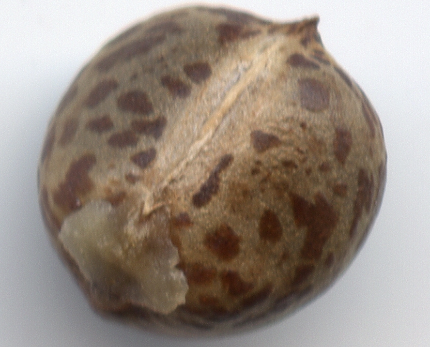 Graine de tique round et marbrée de beige et marron