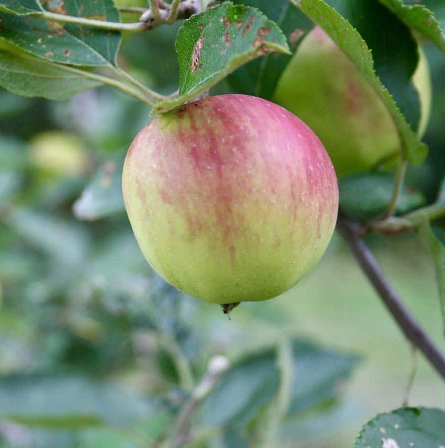 Pomme dans un pommier.