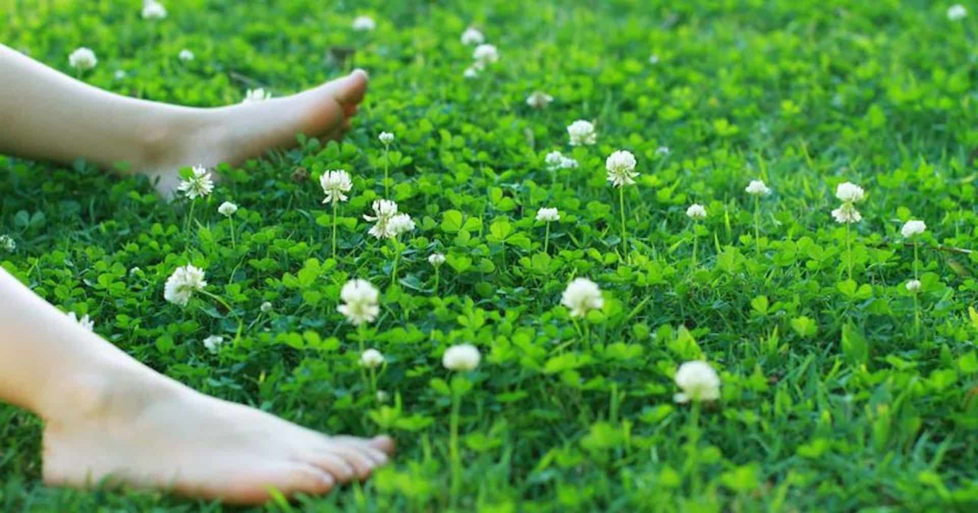 Les hauts et les bas du trèfle dans la pelouse - Jardinier paresseux