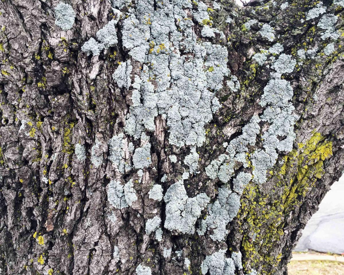 Lichens sur un arbre: pas d’inquiétudes