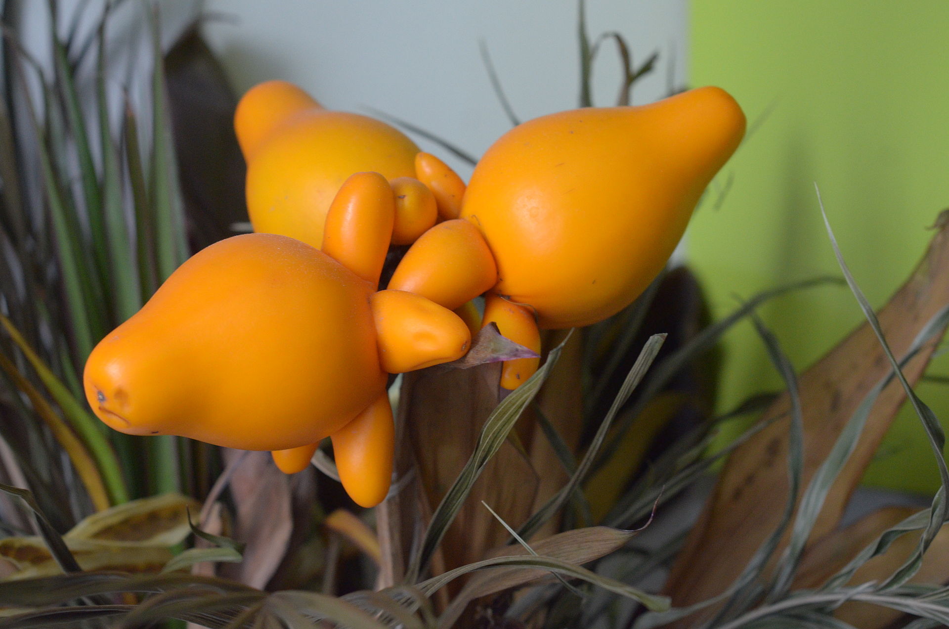 Fruits orange de Solanum mamanosum, avec curieuses bosses.