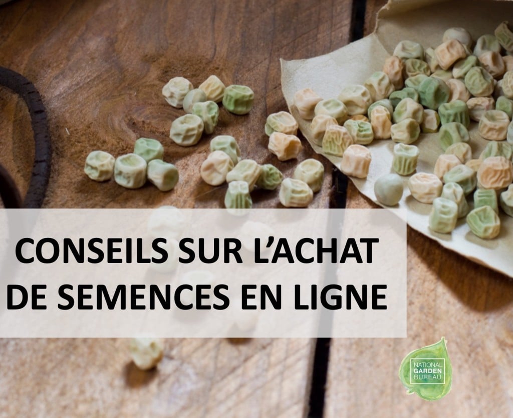 Graines de pois secs sortent d'un sachet de papier et s'étalent sur une table de bois.