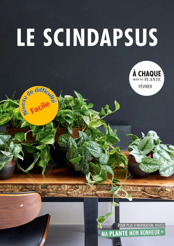 Trois scindapsus différents sur une table de bois.