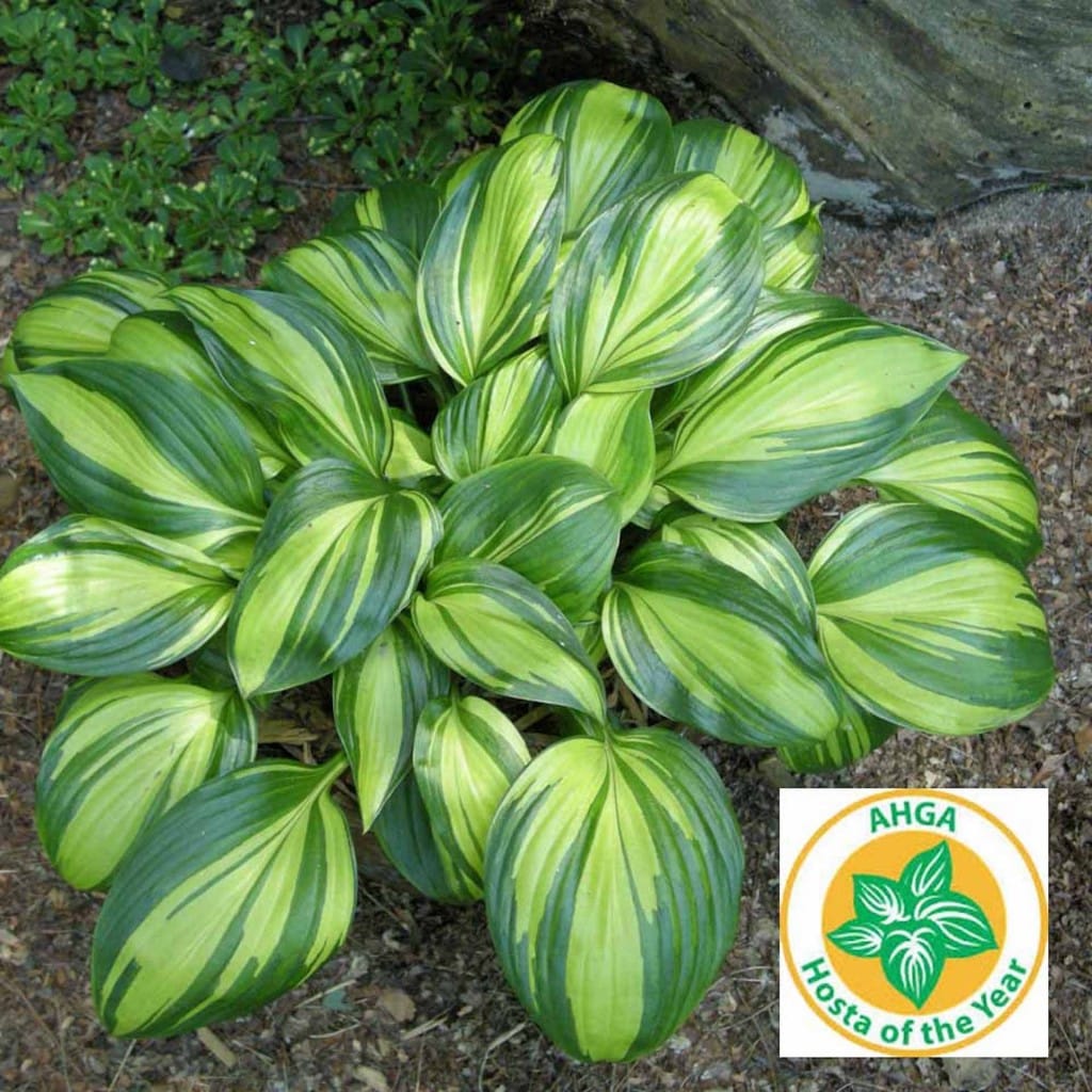 Hosta aux larges feuilles vert foncé fortement rayées de jaune chartreuse, porte le logo Hosta de l’année.