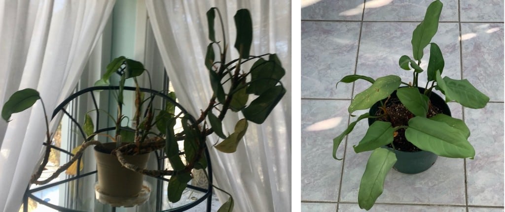 Un aglaonéma dépérissant et disgracieux (gauche) complètement rajeuni et sa métamorphose beauté (relooking).