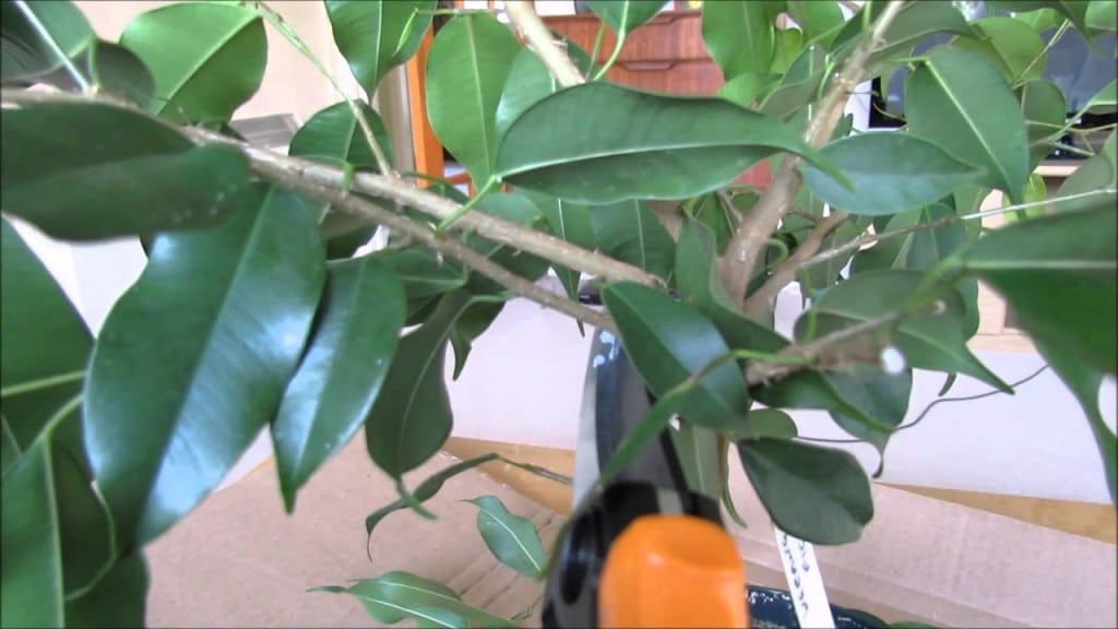 Suppression d’une branche de ficus.