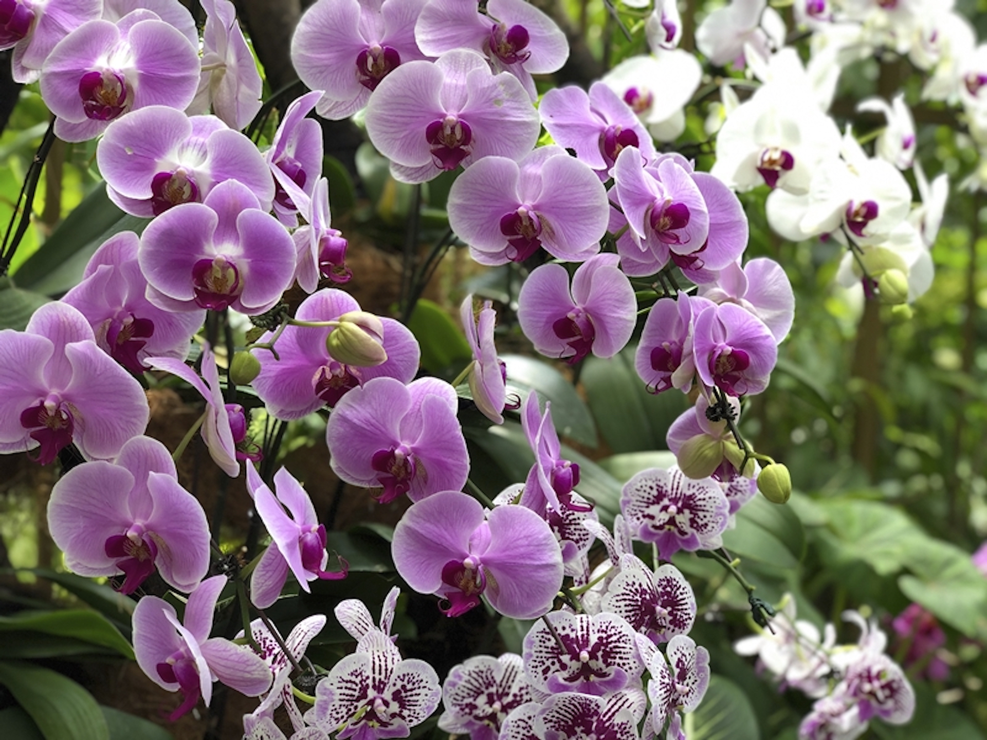 15 faits fascinants sur les orchidées
