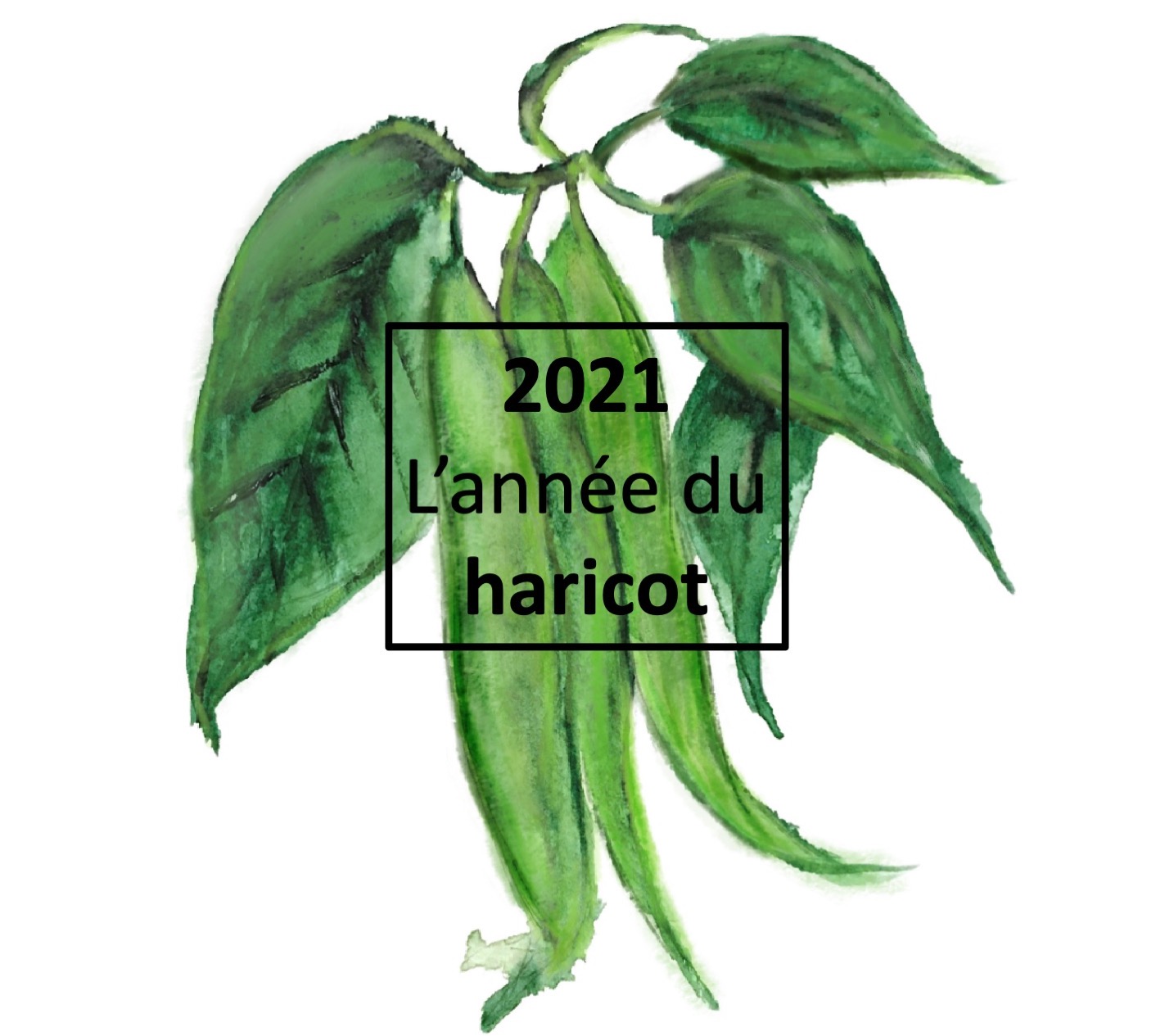 Illustration de haricots verts avec leurs feuilles, avec la mention 2021: année du haricot commun