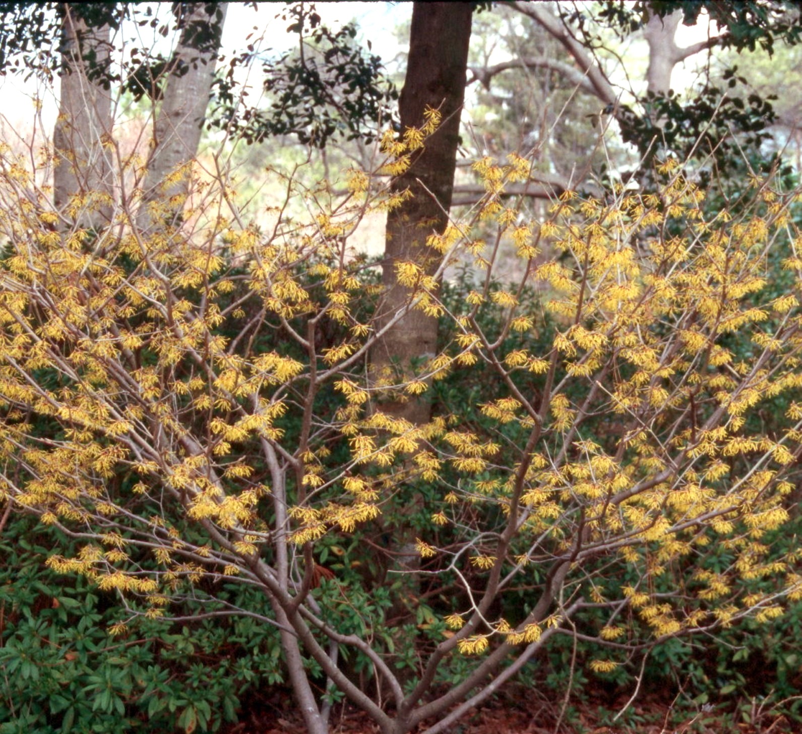 Hamamélis de Virginie en fleurs à l'automne, fleurs jaunes.