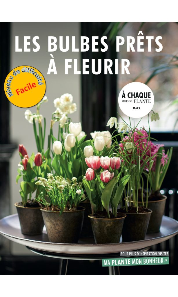 Plusieurs pots de bulbe aux fleurs de couleurs différentes.