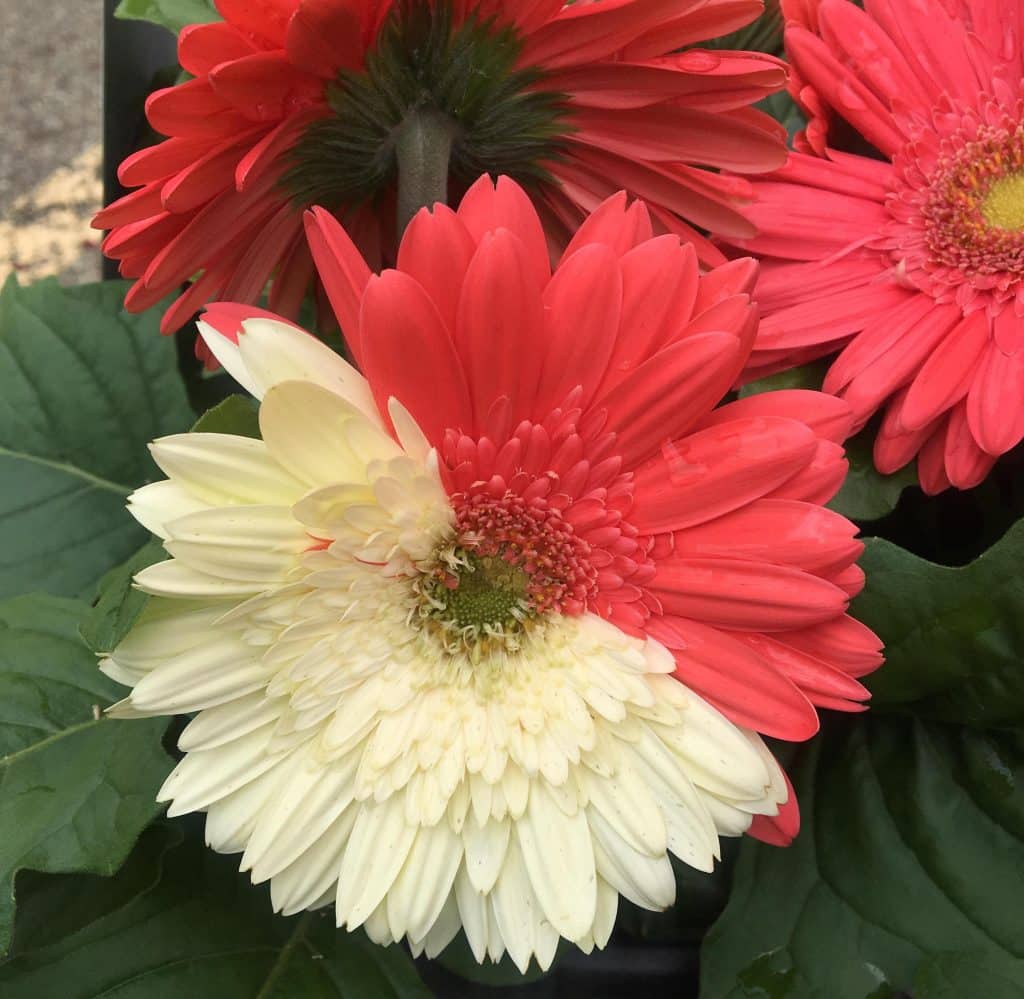 Gerbera à fleur moitié orange, moitié blanc crème.