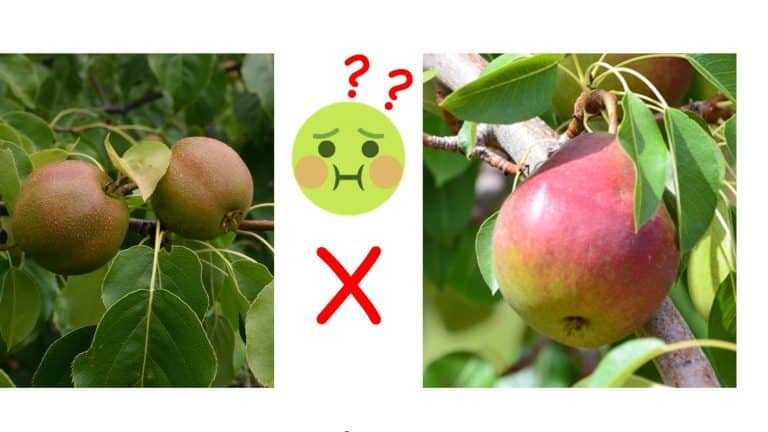 Quand deux poires différentes se croisent, est-ce que cela change le goût?