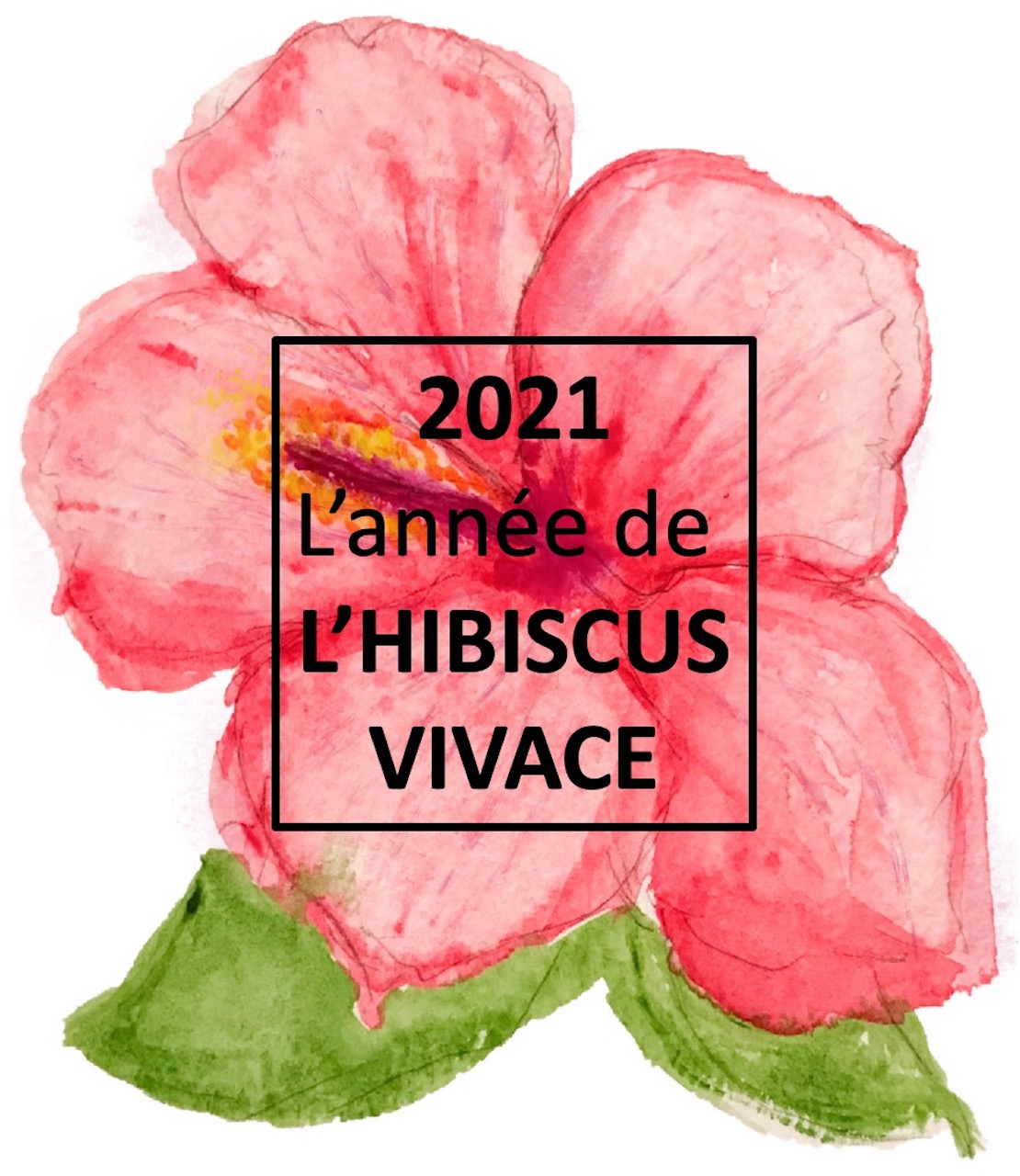 Aquarelle montrant une fleur d’hibiscus rose et marquée 2021: année de l’hibiscus vivace