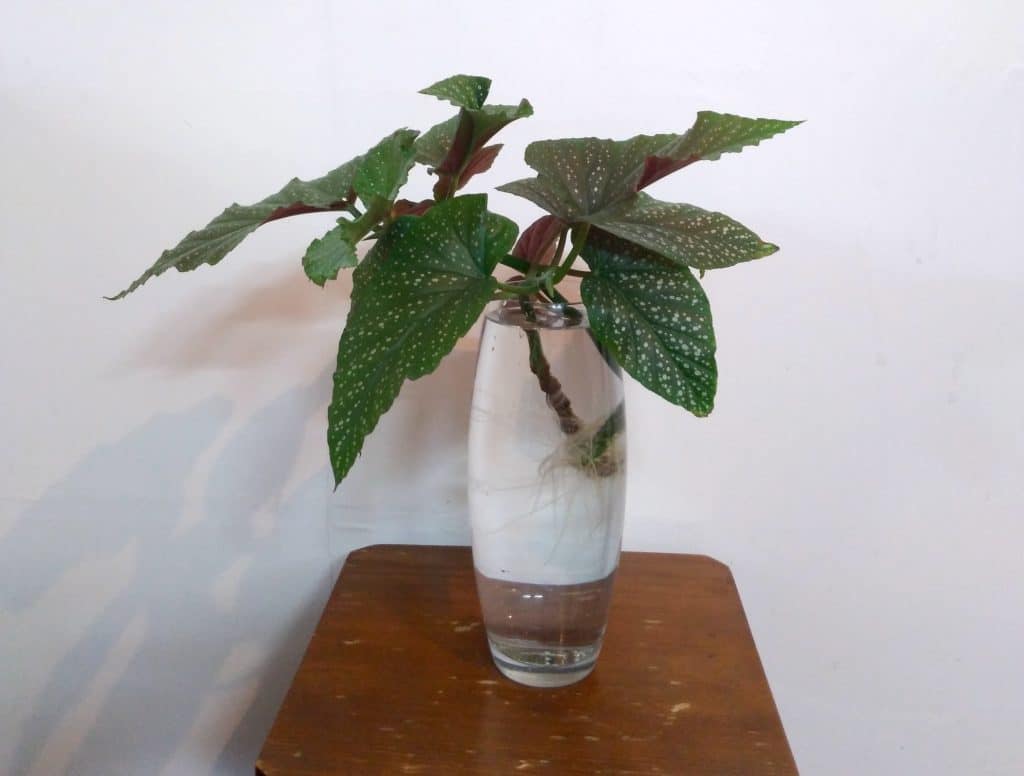 Bouture de bégonia dans l'eau.