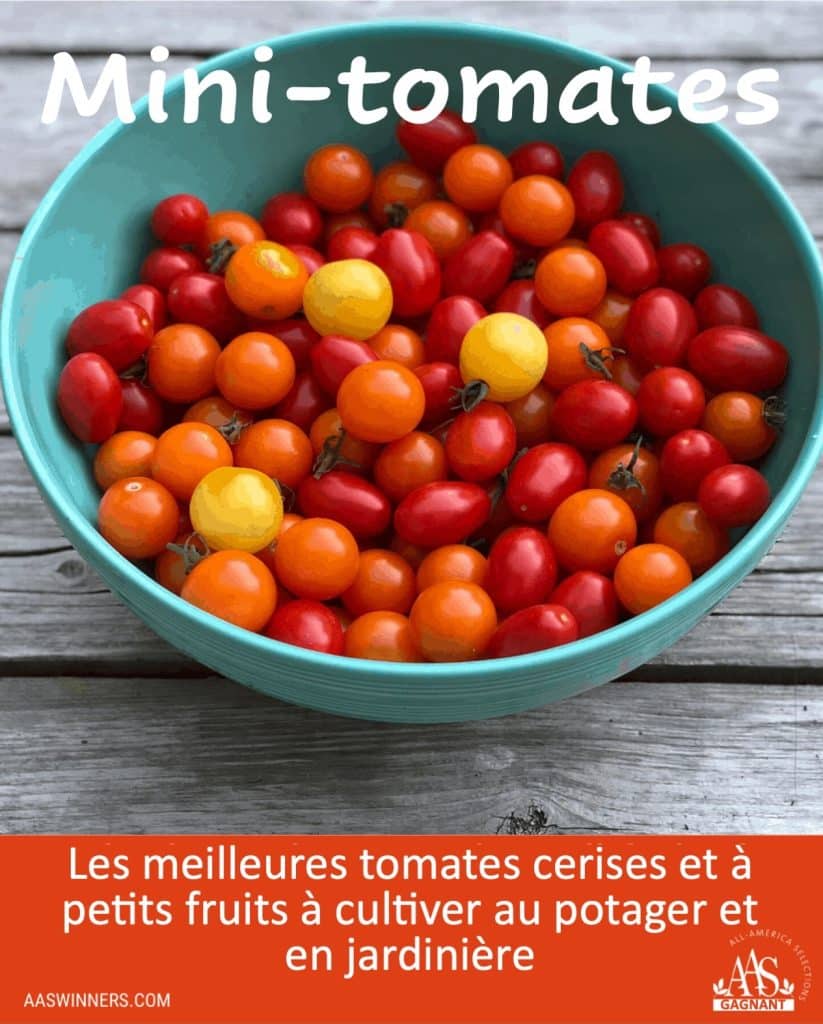 Mélange de tomates miniatures dans un bol bleu pâle.