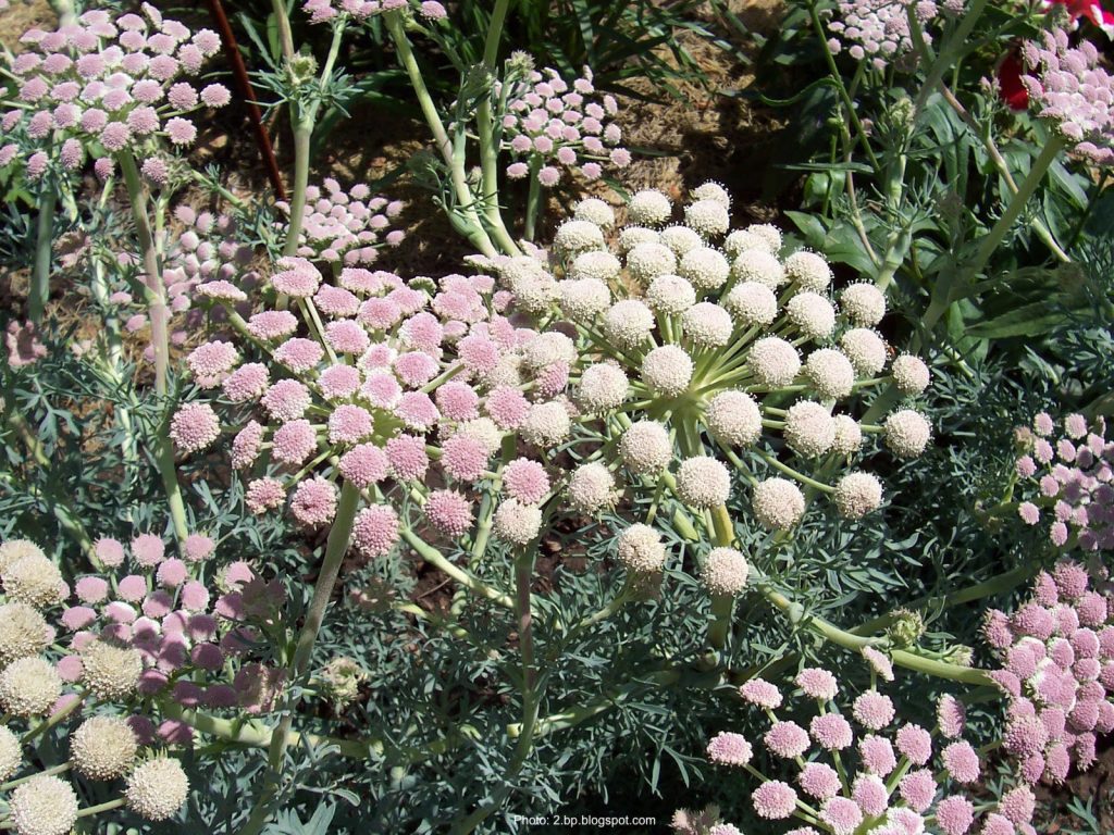Fleurs roses et blanches de la carotte de lune.