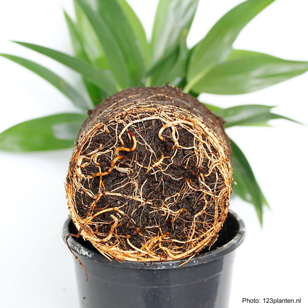 Plante d'intérieur dépotée, montrant ses racines.